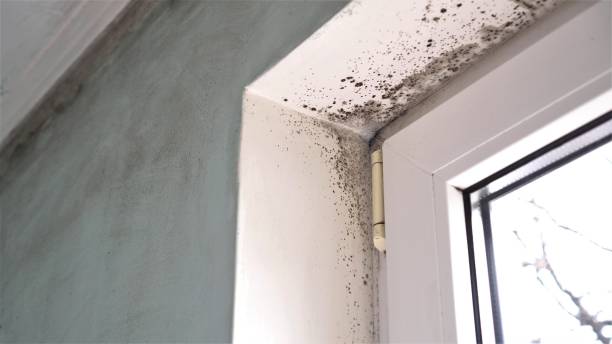 Best Residential Mold Removal  in Allouez, WI