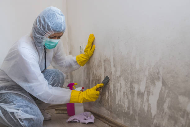 Best Local Mold Removal Service  in Allouez, WI