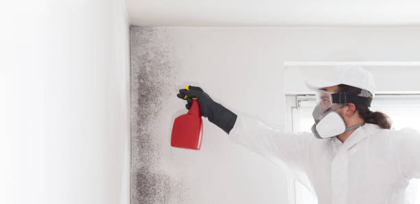 Best Affordable Mold Removal  in Allouez, WI