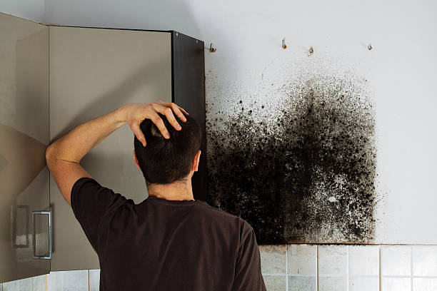 Best Professional Mold Removal  in Allouez, WI