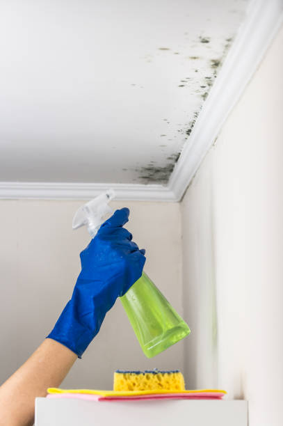 Office Mold Removal Services in Allouez, WI